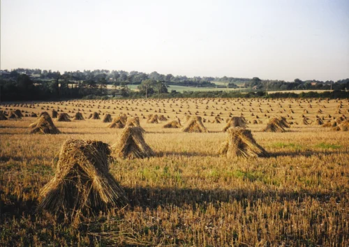 stooks of hay ready for thatching